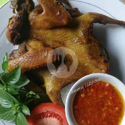 Burung Dara Bkr