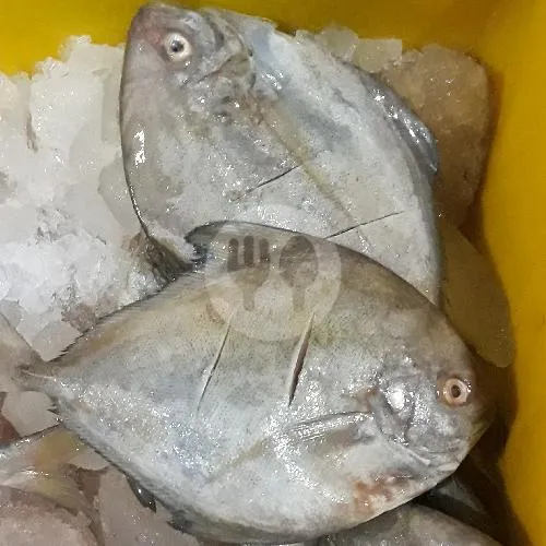 Ikan Bawal Grg