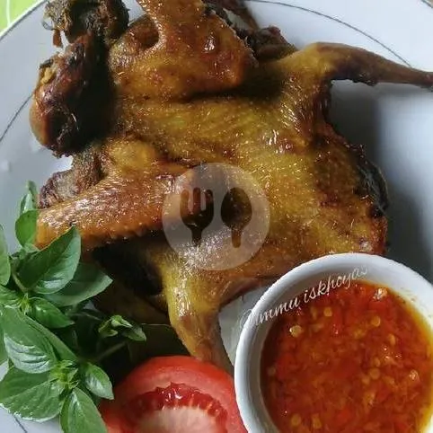 Burung Dara Grg