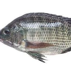 Ikan Nila Grg